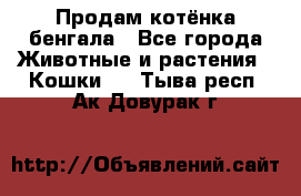 Продам котёнка бенгала - Все города Животные и растения » Кошки   . Тыва респ.,Ак-Довурак г.